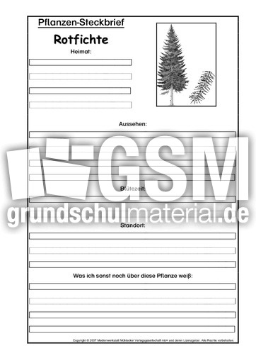 Pflanzensteckbrief-Rotfichte-SW.pdf